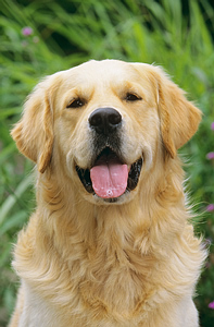 Which dog clipping supplies will you need?